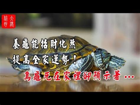 烏龜跑到家裡|家有烏龜客？吉兆還是凶兆